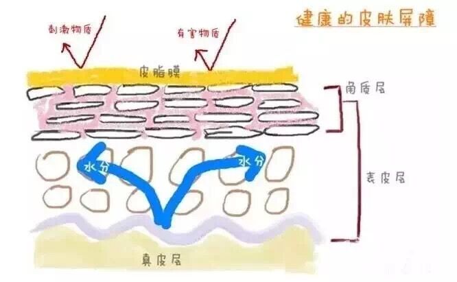 皮肤屏障6.jpg