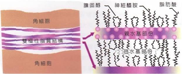 细胞间脂质.jpg