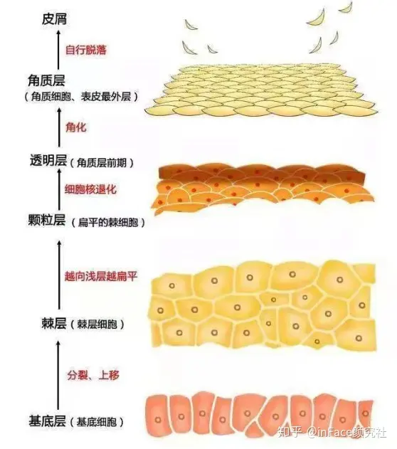 src=http___pic2.zhimg.com_v2-0e7c316cfa16faf896c488d1d2782ef1_r.jpg